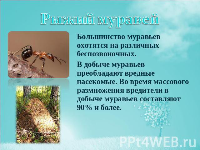 Рыжий муравей Большинство муравьев охотятся на различных беспозвоночных. В добыче муравьев преобладают вредные насекомые. Во время массового размножения вредители в добыче муравьев составляют 90% и более.