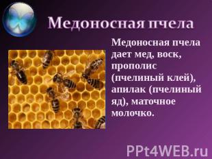 Медоносная пчела дает мед, воск, прополис (пчелиный клей), апилак (пчелиный яд),