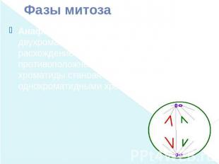 Фазы митоза Анафаза (4n 4c) — деление двухроматидных хромосом на хроматиды и рас
