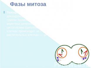 Фазы митоза Телофаза (2n 2c в каждой дочерней клетке) — деконденсация хромосом,