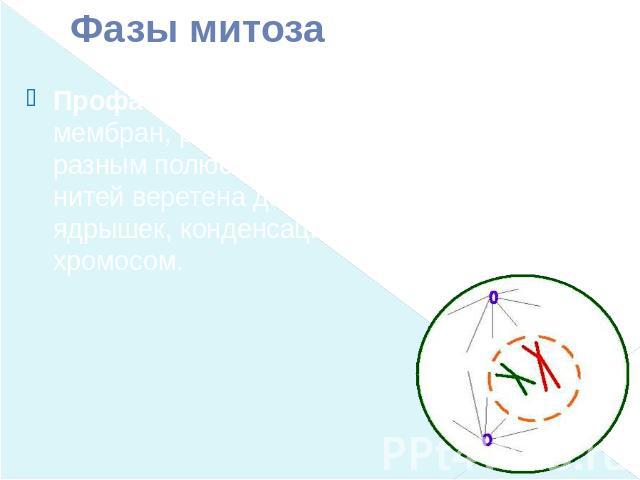 Фазы митоза Профаза (2n 4c) — демонтаж ядерных мембран, расхождение центриолей к разным полюсам клетки, формирование нитей веретена деления, «исчезновение» ядрышек, конденсация двухроматидных хромосом.