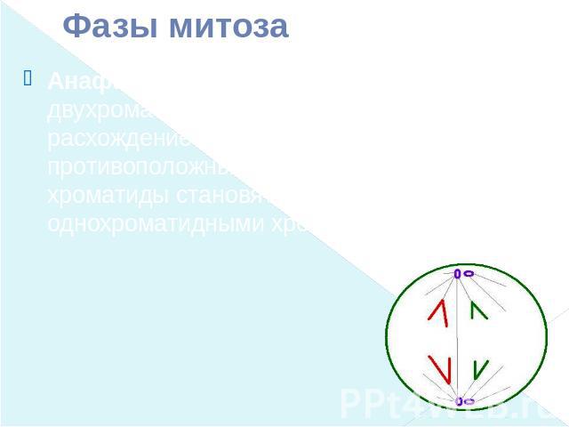 Фазы митоза Анафаза (4n 4c) — деление двухроматидных хромосом на хроматиды и расхождение этих сестринских хроматид к противоположным полюсам клетки (при этом хроматиды становятся самостоятельными однохроматидными хромосомами).