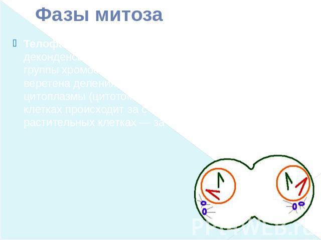 Фазы митоза Телофаза (2n 2c в каждой дочерней клетке) — деконденсация хромосом, образование вокруг каждой группы хромосом ядерных мембран, распад нитей веретена деления, появление ядрышка, деление цитоплазмы (цитотомия). Цитотомия в животных клетках…