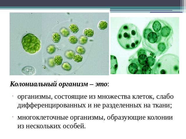 Колониальный организм – это: организмы, состоящие из множества клеток, слабо дифференцированных и не разделенных на ткани; многоклеточные организмы, образующие колонии из нескольких особей.