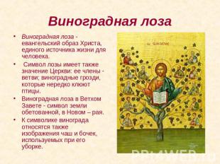 Виноградная лоза Виноградная лоза - евангельский образ Христа, единого источника