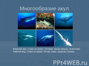 Многообразие акул Верхний ряд, слева на право: китовая, акула-нянька, гигантская