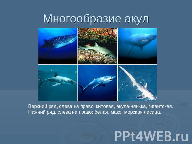 Многообразие акул Верхний ряд, слева на право: китовая, акула-нянька, гигантская. Нижний ряд, слева на право: белая, мако, морская лисица.