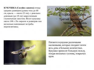 КУКУШКА (Cuculus canorus) птица средних размеров (длина тела до 40 см, крыла — о