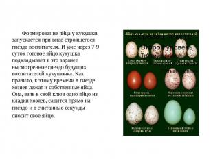 Формирование яйца у кукушки запускается при виде строящегося гнезда воспитателя.