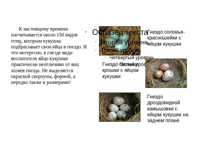 К настоящему времени насчитывается около 150 видов птиц, которым кукушка подбрасывает свои яйца в гнездо. И что интересно, в гнезде вида-воспитателя яйцо кукушки практически неотличимо от яиц хозяев гнезда. Не выделяется окраской скорлупы, формой, а…