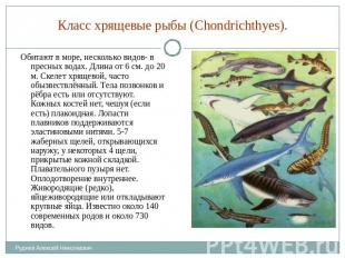 Класс хрящевые рыбы (Chondrichthyes). Обитают в море, несколько видов- в пресных