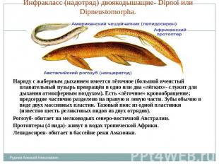 Инфракласс (надотряд) двоякодышащие- Dipnoi или Dipneustomorpha. Наряду с жаберн