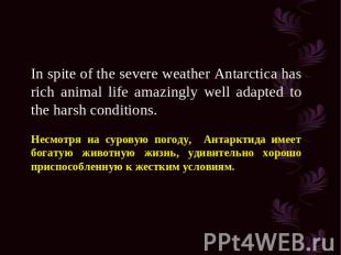 In spite of the severe weather Antarctica has rich animal life amazingly well ad