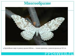Многообразие Крупнейшая в мире по размаху крыльев бабочка — тизания агриппина, с