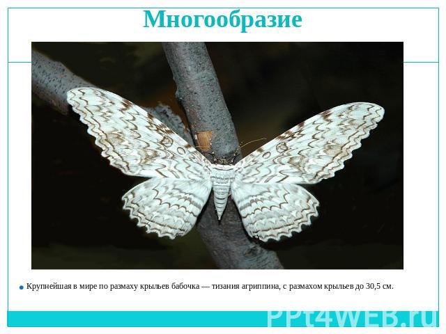 Многообразие Крупнейшая в мире по размаху крыльев бабочка — тизания агриппина, с размахом крыльев до 30,5 см.