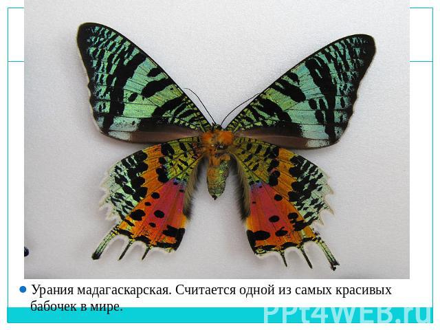 Урания мадагаскарская. Считается одной из самых красивых бабочек в мире.