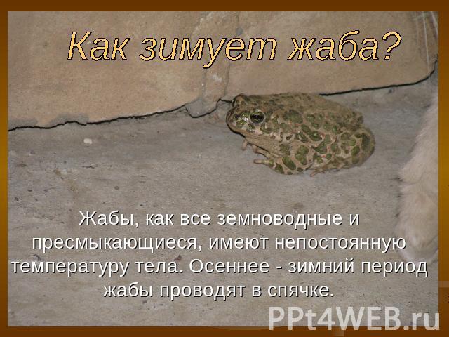 Как зимует жаба? Жабы, как все земноводные и пресмыкающиеся, имеют непостоянную температуру тела. Осеннее - зимний период жабы проводят в спячке.