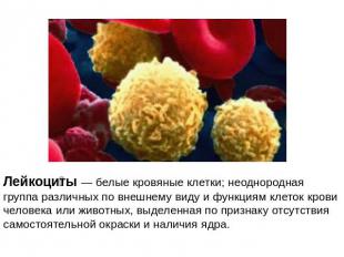 Лейкоциты — белые кровяные клетки; неоднородная группа различных по внешнему вид