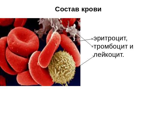 Состав крови эритроцит, тромбоцит и лейкоцит.