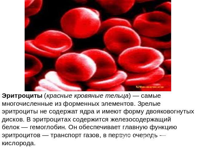 Эритроциты (красные кровяные тельца) — самые многочисленные из форменных элементов. Зрелые эритроциты не содержат ядра и имеют форму двояковогнутых дисков. В эритроцитах содержится железосодержащий белок — гемоглобин. Он обеспечивает главную функцию…