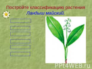 Постройте классификацию растения Ландыш майский.