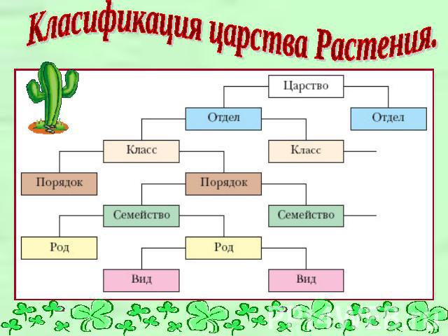 Класификация царства Растения.