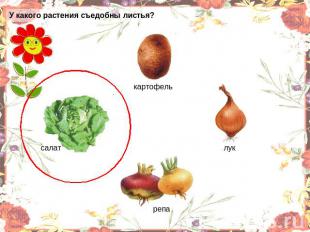 У какого растения съедобны листья? салат картофель лук репа