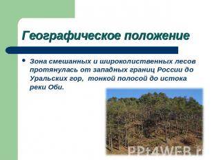 Зона смешанных и широколиственных лесов протянулась от западных границ России до