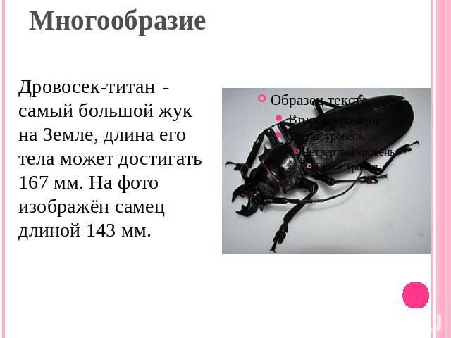 Многообразие Дровосек-титан - самый большой жук на Земле, длина его тела может достигать 167 мм. На фото изображён самец длиной 143 мм.