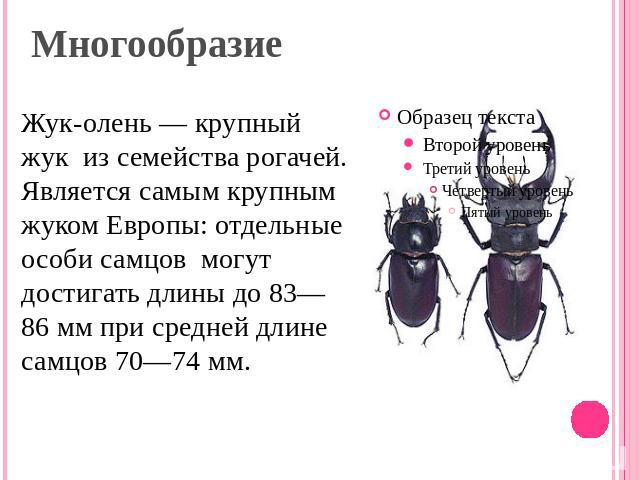 Многообразие Жук-олень — крупный жук из семейства рогачей. Является самым крупным жуком Европы: отдельные особи самцов могут достигать длины до 83—86 мм при средней длине самцов 70—74 мм.