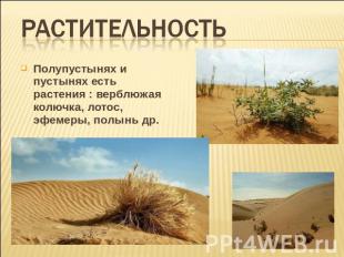 Растительность Полупустынях и пустынях есть растения : верблюжая колючка, лотос,