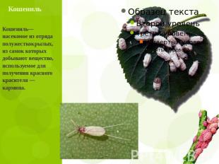 Кошениль Кошениль— насекомое из отряда полужесткокрылых, из самок которых добыва