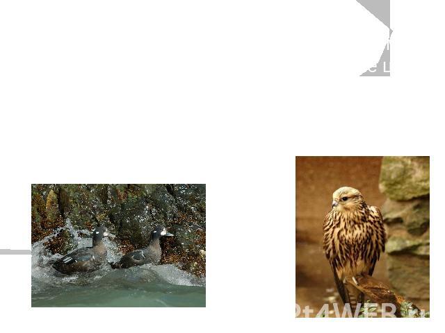Над водами озера Йеллоустон парят калифорнийские чайки, населяют этот водоем кряквы и утки-каменушки, большие голубые цапли, американские болотные луни. Здесь создан резерват для большого белого пеликана. Над водами озера Йеллоустон парят калифорний…