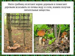 Нити грибниц оплетают корни деревьев и помогают деревьям всасывать из почвы воду