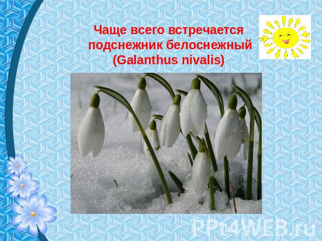 Чаще всего встречается подснежник белоснежный (Galanthus nivalis)