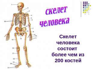скелет человека Скелет человека состоит более чем из 200 костей