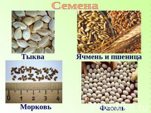 Семена Тыква Ячмень и пшеница Морковь Фасоль