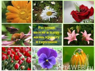 Растения вносят в нашу жизнь красоту и гармонию