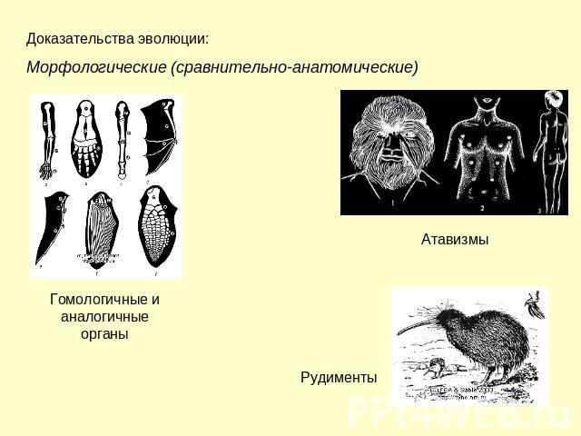 Доказательства эволюции: Морфологические (сравнительно-анатомические) Гомологичные и аналогичные органы