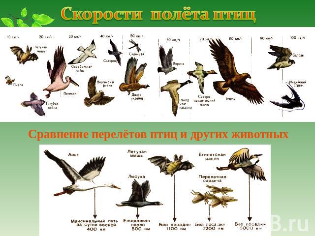 Сравнение перелётов птиц и других животных