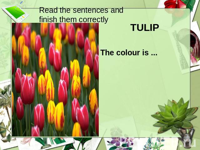Read the sentences and finish them correctly TULIP The colour is ...