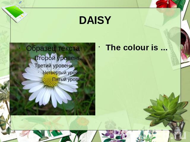 DAISY The colour is ...