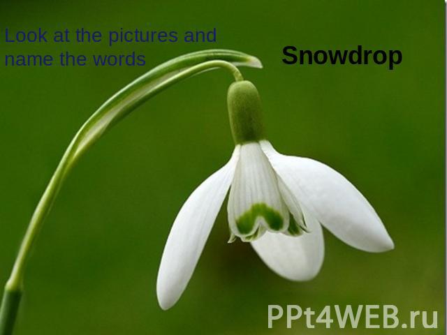 Look at the pictures and name the words Snowdrop