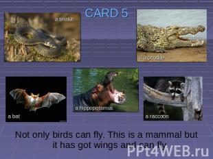 CARD 5 Not only birds can fly. This is a mammal but it has got wings and can fly
