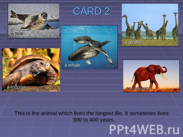 CARD 2 This is the animal which lives the longest life. It sometimes lives 300 to 400 years.