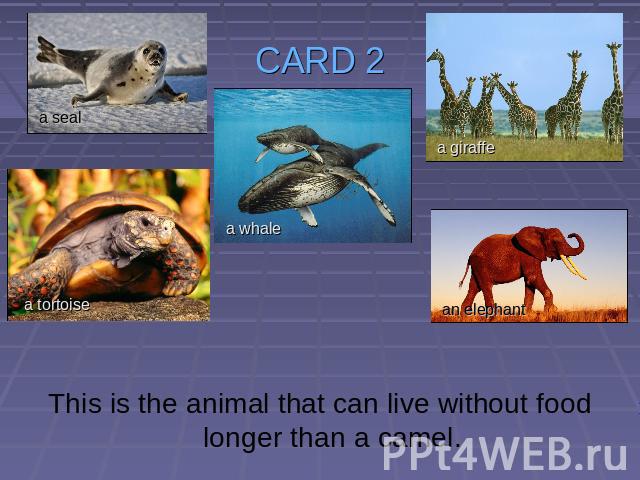 CARD 2 This is the animal that can live without food longer than a camel.