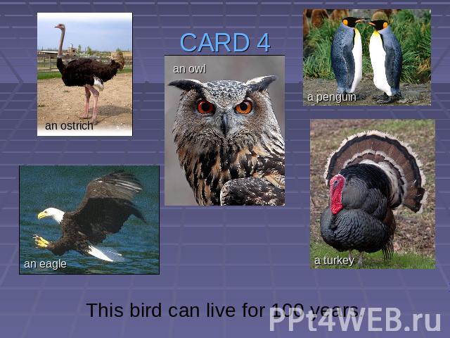 CARD 4 This bird can live for 100 years.