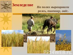 Земледелие На полях выращивали рожь, пшеницу, овёс.