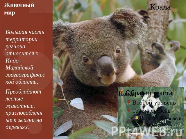 Животный мир Большая часть территории региона относится к Индо-Малайской зоогеографической области. Преобладают лесные животные, приспособленные к жизни на деревьях.