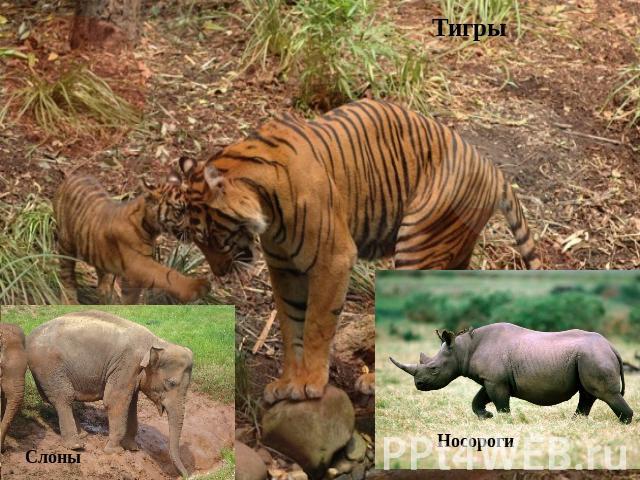 Слоны Носороги Тигры